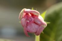 Лот: 3042969. Фото: 2. Глоксиния 7 (цветёт). Комнатные растения и уход