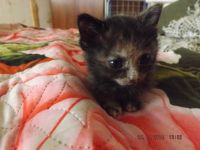 Лот: 4558065. Фото: 4. Отдам котят. Красноярск