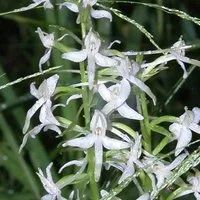 Лот: 9222511. Фото: 3. Любка Двулистная (Platanthera... Для дачи, дома, огорода, бани, парка