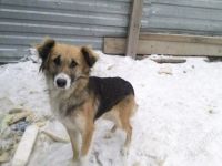 Лот: 2395925. Фото: 2. Маленькая собака, смотрите лот... Животные и уход