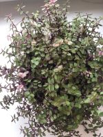 Лот: 20742227. Фото: 2. Каллизия бьянка. Комнатные растения и уход