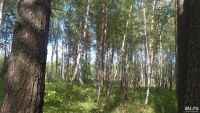 Лот: 8461963. Фото: 5. участок в сосновом бору