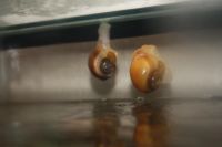 Лот: 7406580. Фото: 2. аквариумные улитки ампулярии 5... Аквариумистика