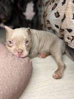 Лот: 21292459. Фото: 5. Собака