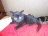 Лот: 3214066. Фото: 4. Отдам котят в хорошие руки. Красноярск