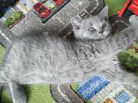Лот: 13952944. Фото: 3. Котенок девчушка шотландская. Растения и животные