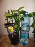 Лот: 3549277. Фото: 4. Цитрус Лимон. Красноярск