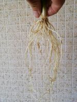 Лот: 14319559. Фото: 4. Эхинодорус. Красноярск