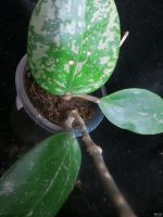 Лот: 13595272. Фото: 3. Хойя Hoya acuta stable pink spot... Растения и животные