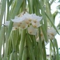 Лот: 814863. Фото: 3. Хойя Линеарис (Hoya linearis). Растения и животные