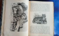 Лот: 25668460. Фото: 7. П.П.Ясенский. Учебник зоологии...