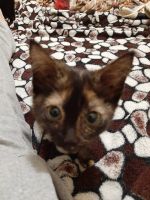 Лот: 15680541. Фото: 5. Котята