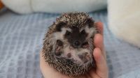 Лот: 23603277. Фото: 6. Африканский карликовый ежонок...