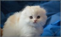 Лот: 5693785. Фото: 7. Клубный хайленд фолд, страйт