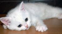 Лот: 10803447. Фото: 3. Шотландские белые котята Лучший... Растения и животные