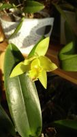 Лот: 10934297. Фото: 2. Орхидея Каттлея. Комнатные растения и уход