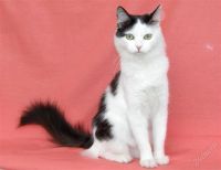 Лот: 974770. Фото: 2. Кошка необыкновенной красоты ищет... Животные и уход