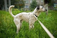 Лот: 1979040. Фото: 2. Далматинец бесплатно, добрые руки... Животные и уход