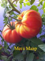 Лот: 19837807. Фото: 3. Семена крупноплодных томатов... Для дачи, дома, огорода, бани, парка