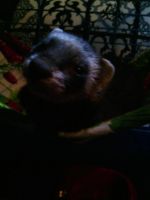 Лот: 7461735. Фото: 4. Хорек. Красноярск