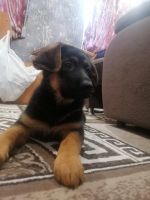 Лот: 21139593. Фото: 4. Щенки овчарки. Красноярск