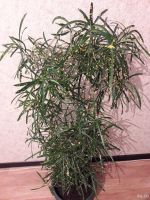 Лот: 13877450. Фото: 2. !!! Кратон - дерево (обалденное... Комнатные растения и уход