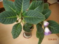 Лот: 7330421. Фото: 5. Глоксиния цветущая махровая. Цена...