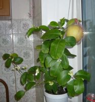 Лот: 8554680. Фото: 3. лимон, привитое культурное растение... Растения и животные