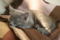 Лот: 1532510. Фото: 2. Отдам хорошего котенка. Животные и уход