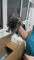 Лот: 12097253. Фото: 3. Котята! Отдам. Растения и животные