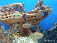 Лот: 15799180. Фото: 6. Хромис Неоновый,Меланохромис Ауратус...