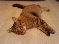 Лот: 1492537. Фото: 2. Отдам кота. Животные и уход