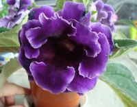 Лот: 4060036. Фото: 3. Глоксиния (клубень с ростком). Растения и животные