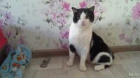 Лот: 10029943. Фото: 4. Кот Боцман ищет дом. Красноярск