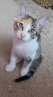 Лот: 4418316. Фото: 2. Котёнка в хорошие руки!. Животные и уход