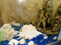 Лот: 10888963. Фото: 3. Аквариум со всеми нужными предметами... Растения и животные