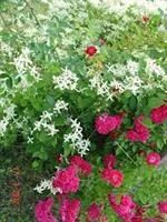 Лот: 3036616. Фото: 2. Клематис мелкоцветковый белый... Семена, рассада, садовые растения