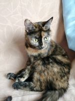 Лот: 13830547. Фото: 4. Кошка, трехцветная, 3 года. Красноярск
