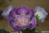 Лот: 4250305. Фото: 5. Глоксиния тигрина блу (с горшком...