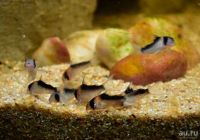 Лот: 17791163. Фото: 5. Сомик Коридорас Адольфа (Corydoras...