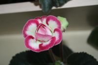 Лот: 4331596. Фото: 5. Глоксиния красно-белая (цветущая...