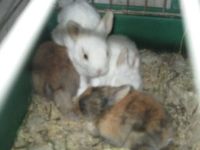 Лот: 7254478. Фото: 5. Кролики декоративные + опилки...