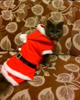 Лот: 8788497. Фото: 4. Новогодний костюм для питомца. Красноярск