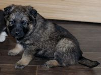 Лот: 4805144. Фото: 3. Подарю. Щенок Двортерьера. Для... Растения и животные