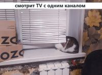 Лот: 20755554. Фото: 2. Разговорчивая кошка Нюша, трёхцветный... Животные и уход