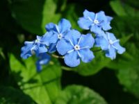 Лот: 11468226. Фото: 2. Бруннера, Незабудочник. Семена, рассада, садовые растения