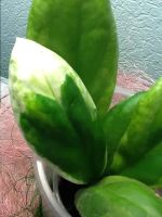 Лот: 3133732. Фото: 2. Хойя - Hoya incrassata (white... Комнатные растения и уход