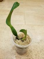 Лот: 12433585. Фото: 2. Орхидея Каттлея желтая с красной... Комнатные растения и уход