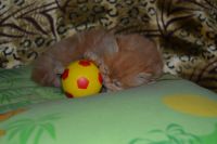 Лот: 4107517. Фото: 9. Котёнок персидский рыжий.