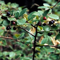 Лот: 9862741. Фото: 2. Кизильник черноплодный (Cotoneaster... Семена, рассада, садовые растения